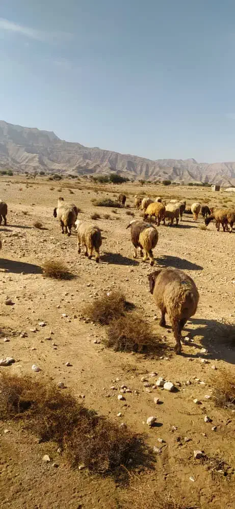 150 راس میش ترکی بره دار و آبستن|حیوانات مزرعه|جره و بالاده, |دیوار