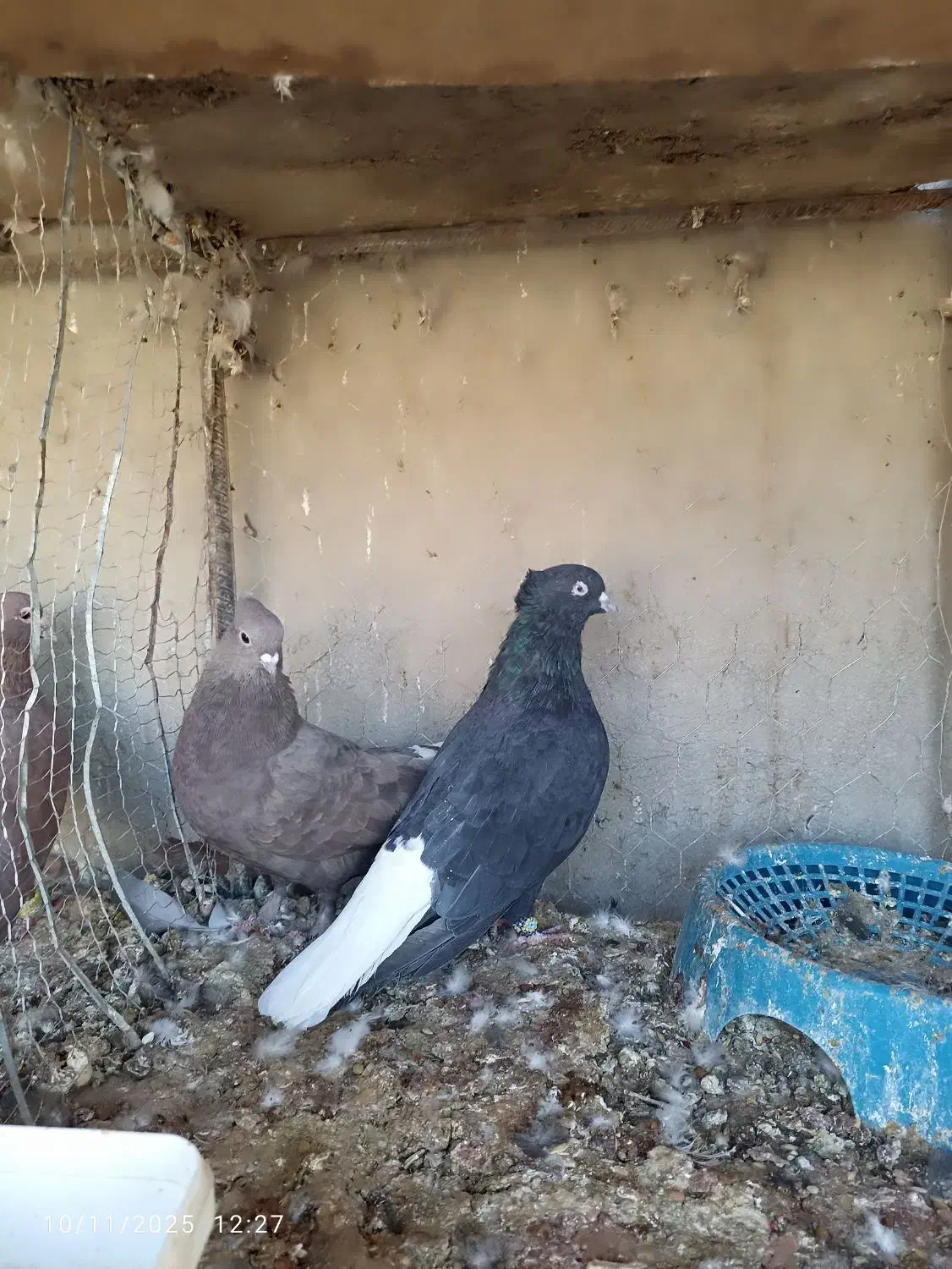 نرماده دم سفید کاکل|پرنده|زابل, |دیوار