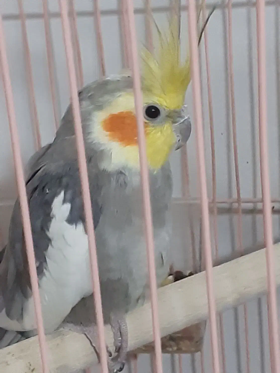 جفت عروس هلندی|پرنده|بافت, |دیوار