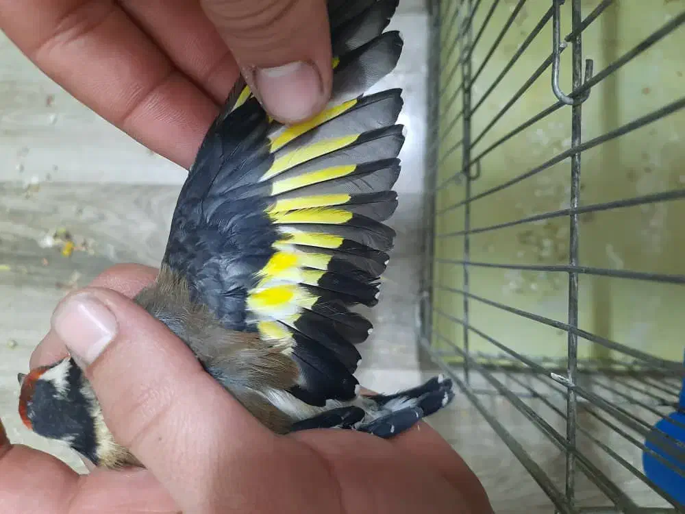 سهره|پرنده|یاسوج, |دیوار