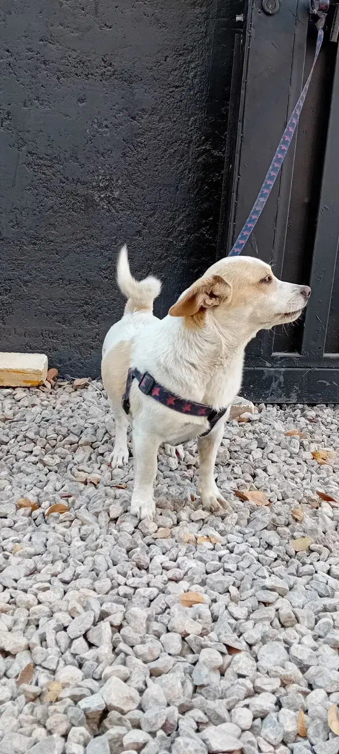 سگ اشپیتز|سگ|یزد, |دیوار