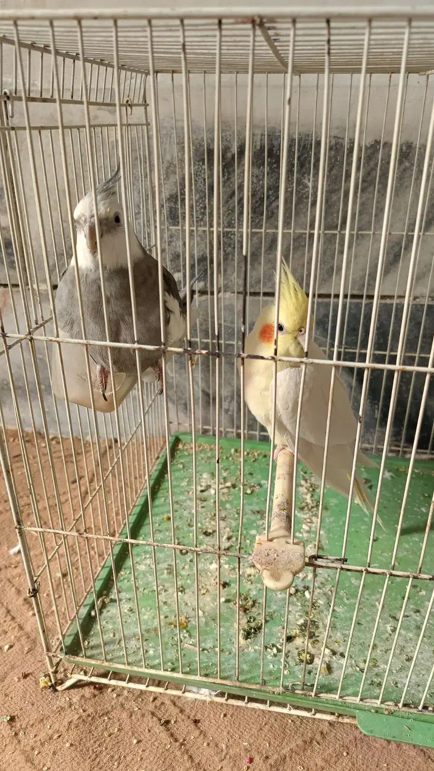 عروس هلندی|پرنده|مشهد, کارگران|دیوار