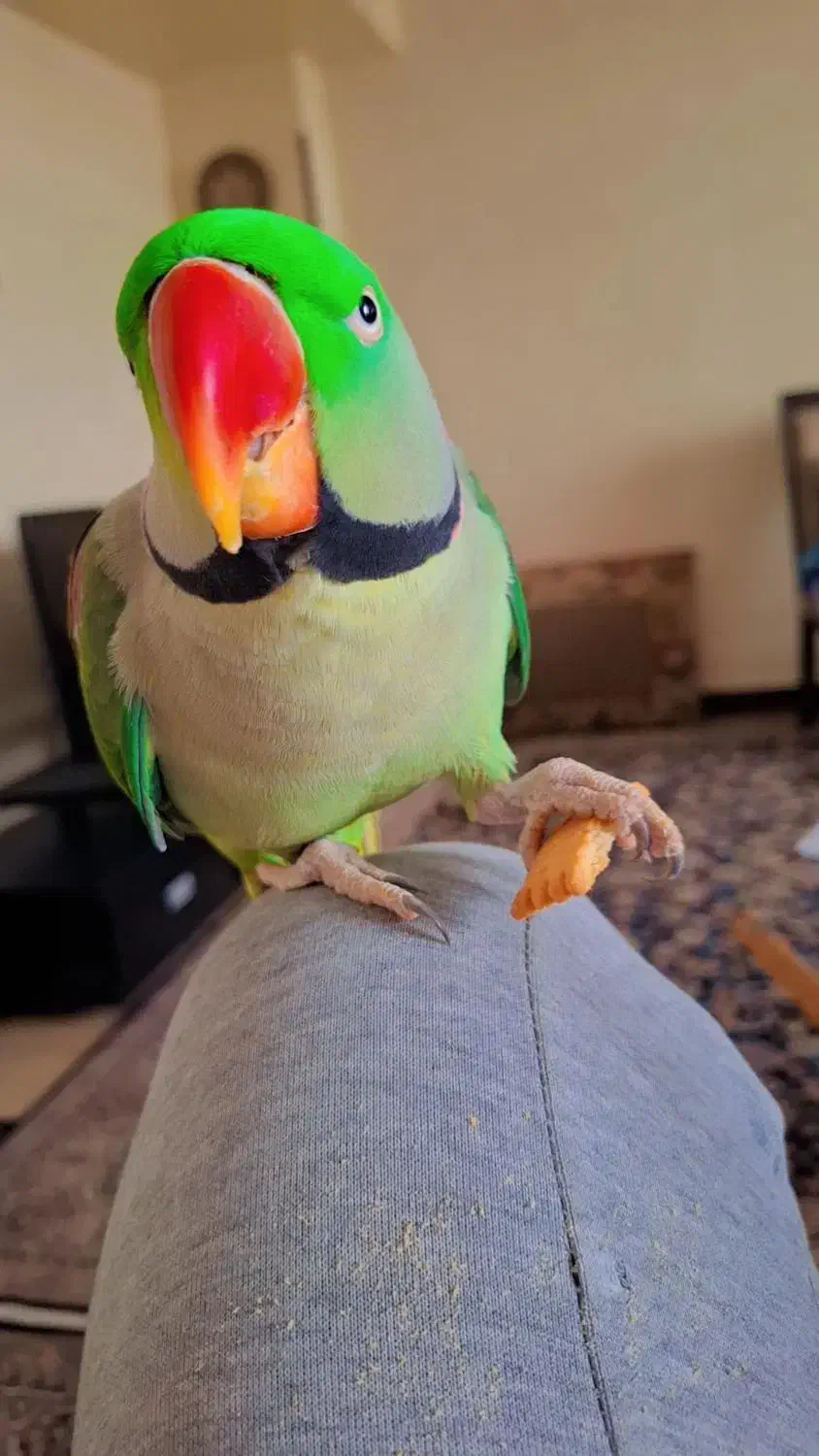 شاه طوطی نر بالغ کاملا آرام سخنگو باهوش بالا|پرنده|کرج, شهرک فهمیده|دیوار