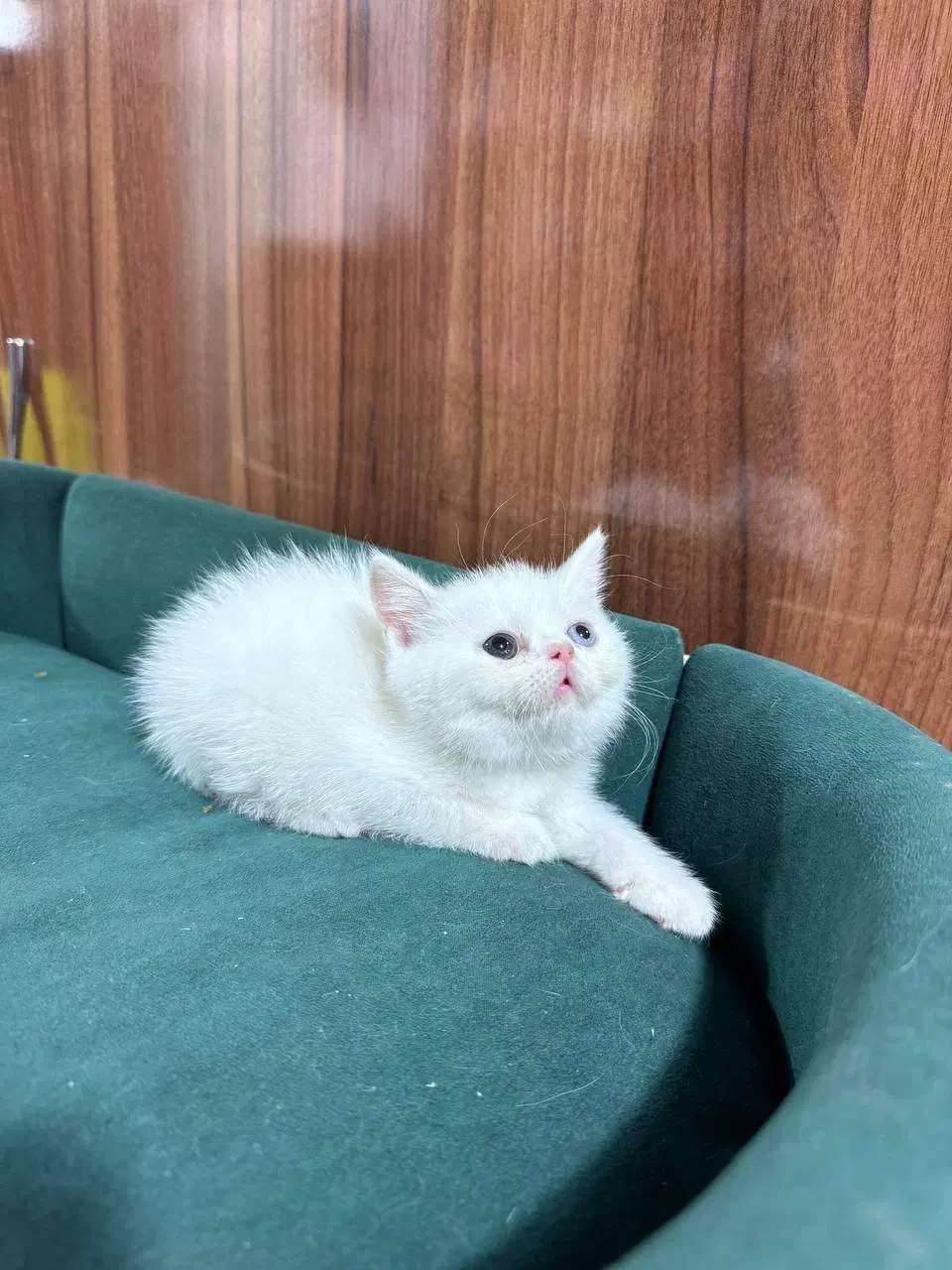 بچه گربه پرشین اسکاتیش|گربه|بیرجند, |دیوار