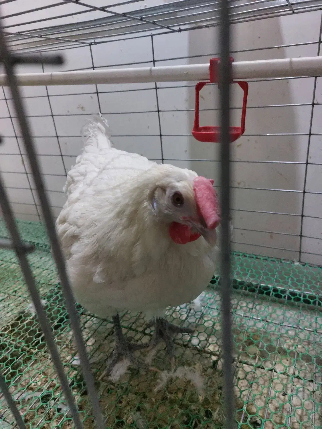 فروش مرغ نژاد برسه|حیوانات مزرعه|اندیمشک, |دیوار