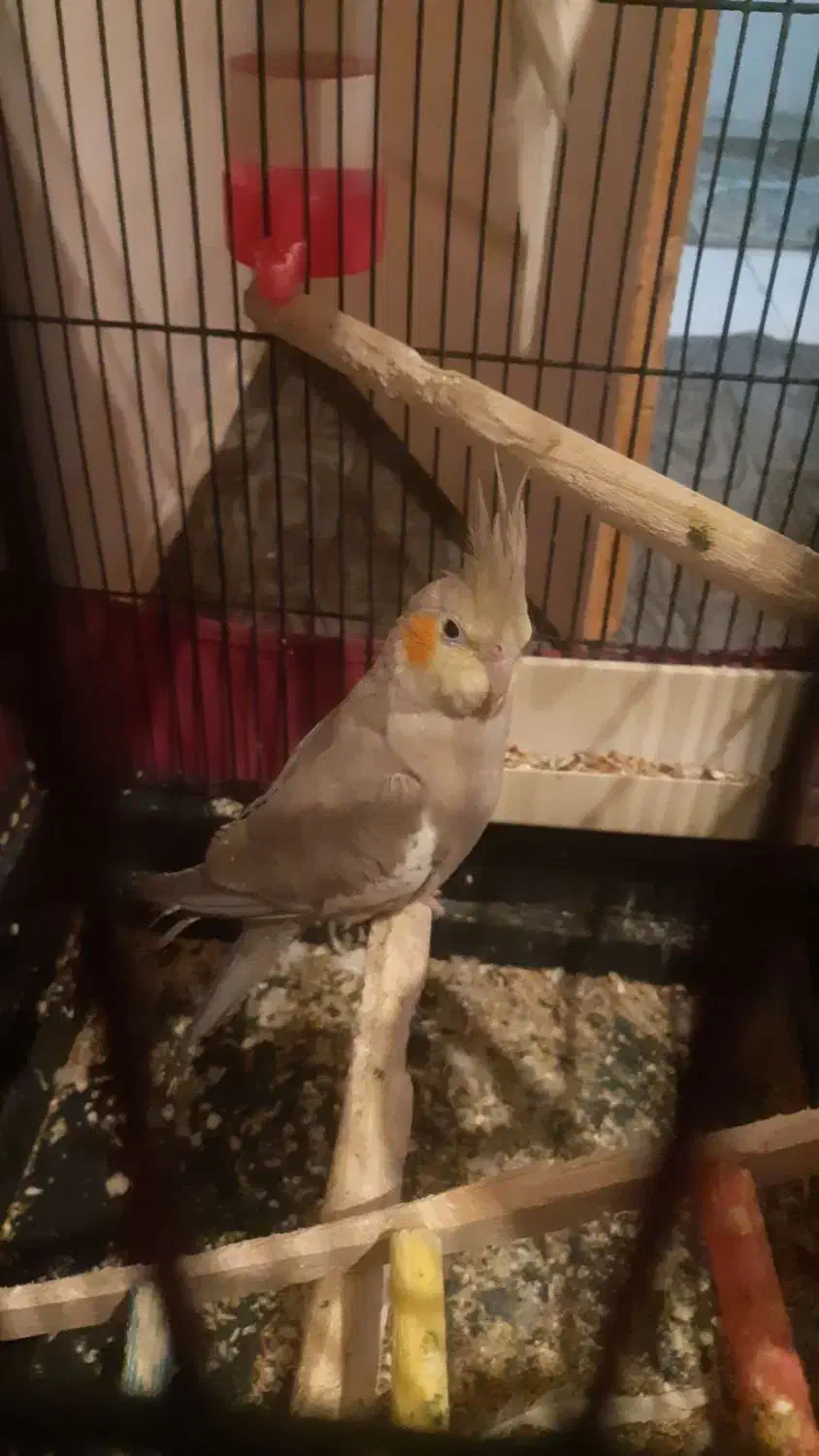 عروس هلندی ماده مست|پرنده|صباشهر, |دیوار