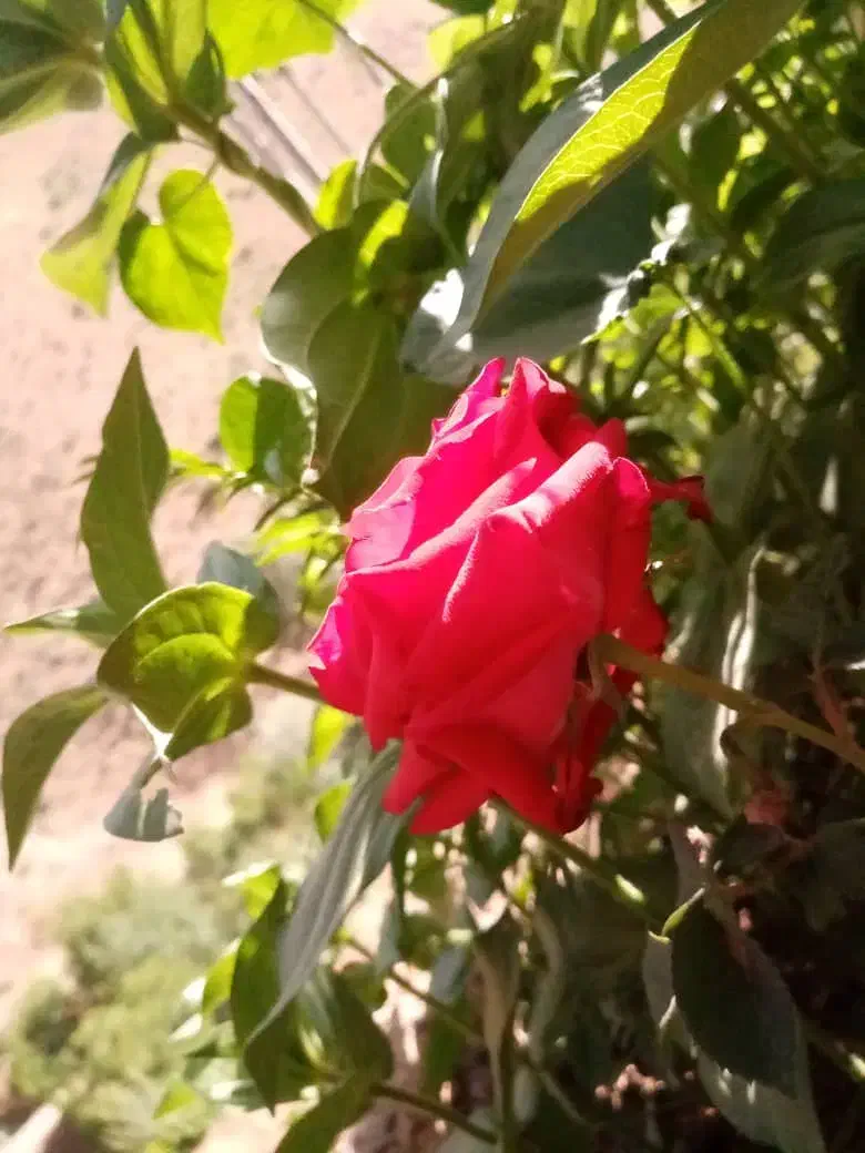 خدمات امورات خانه شما|خدمات نظافت|سنندج, |دیوار