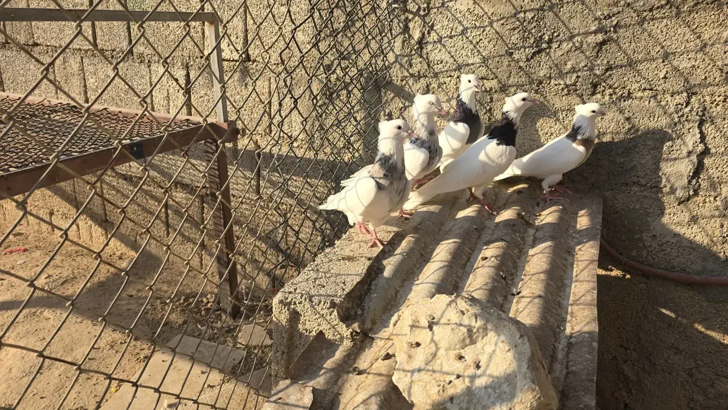 طوقی|پرنده|شبانکاره, |دیوار