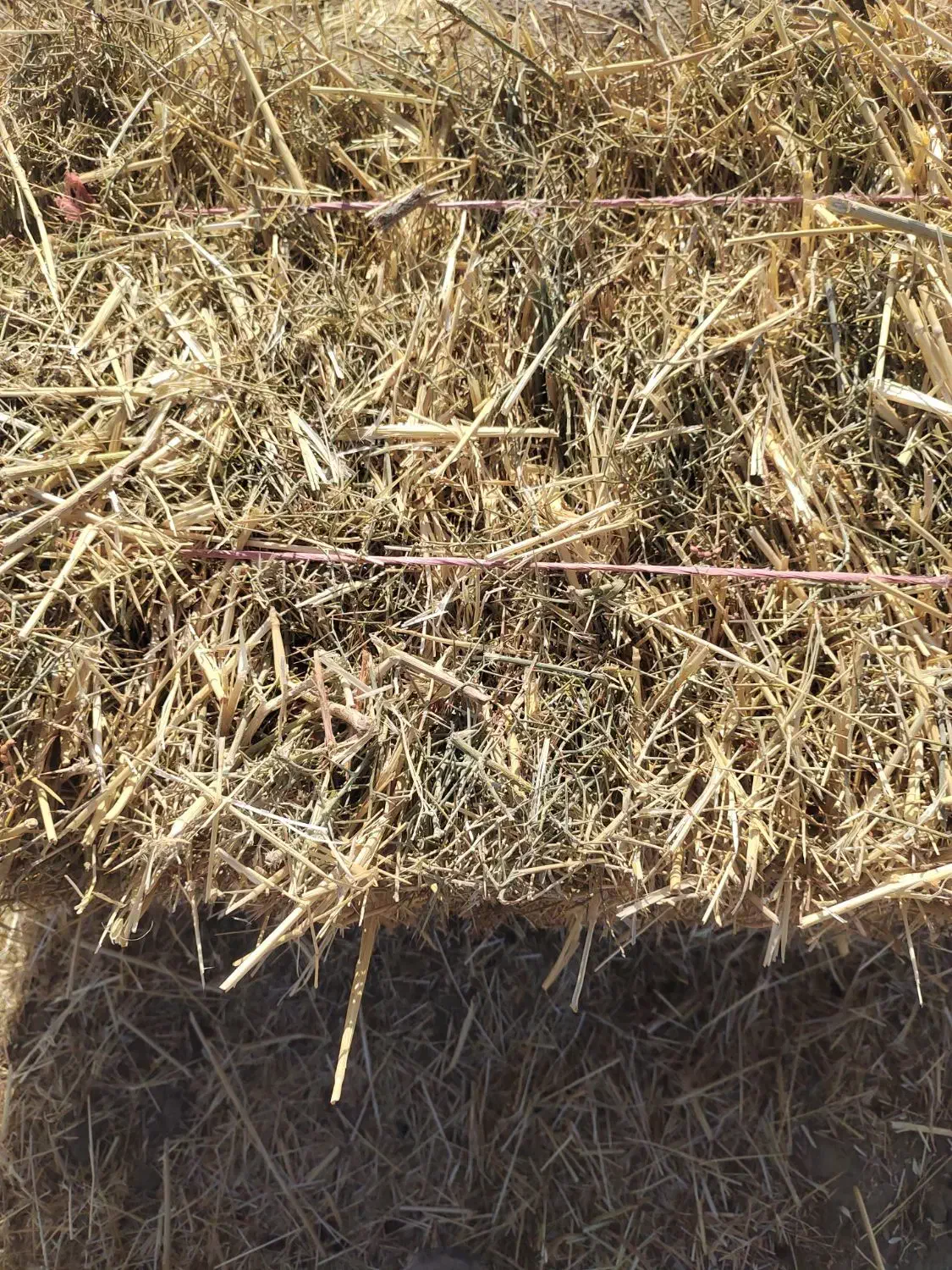 پرس گندم|حیوانات مزرعه|ملکآباد, |دیوار