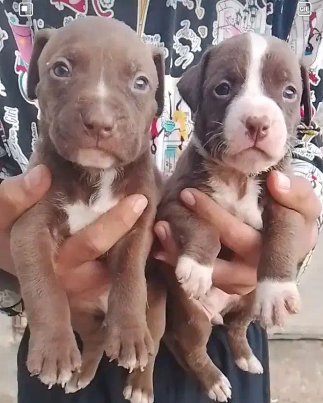 پیت بول مشکی شناسنامه دار نگهبان سفت سفت|سگ|کاشان, راوند|دیوار