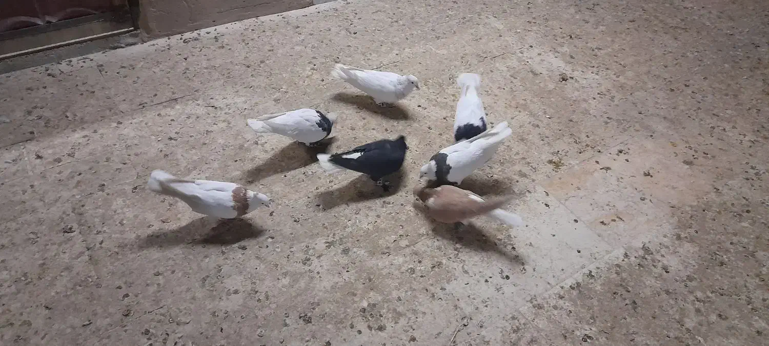 کفتر رنگی|پرنده|قم, انسجام|دیوار