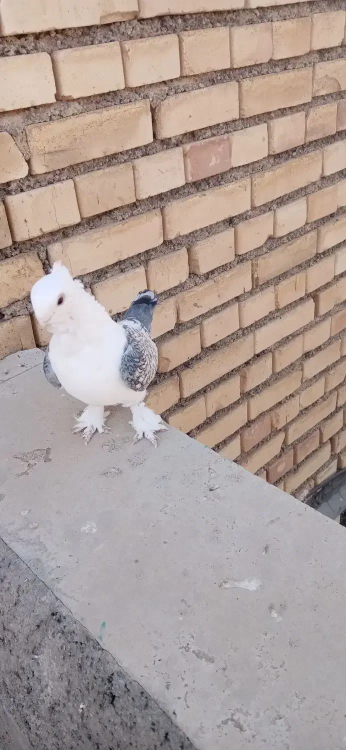 فروش فوری کبوتر|پرنده|خانمیرزا, |دیوار