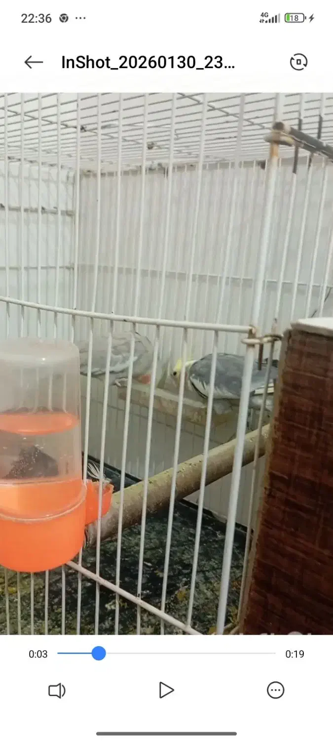 عروس هلندی|پرنده|مشهد, کوشش|دیوار