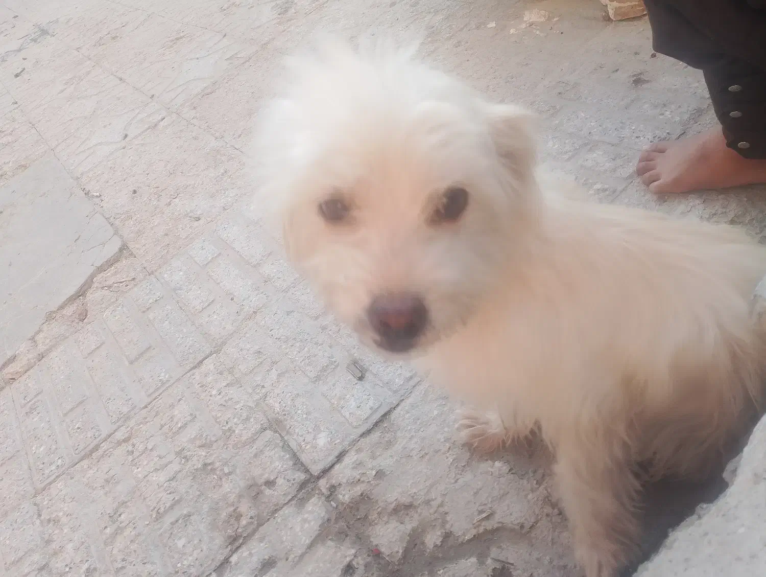 واگذاری سگ خانگی|سگ|ایرانشهر, |دیوار