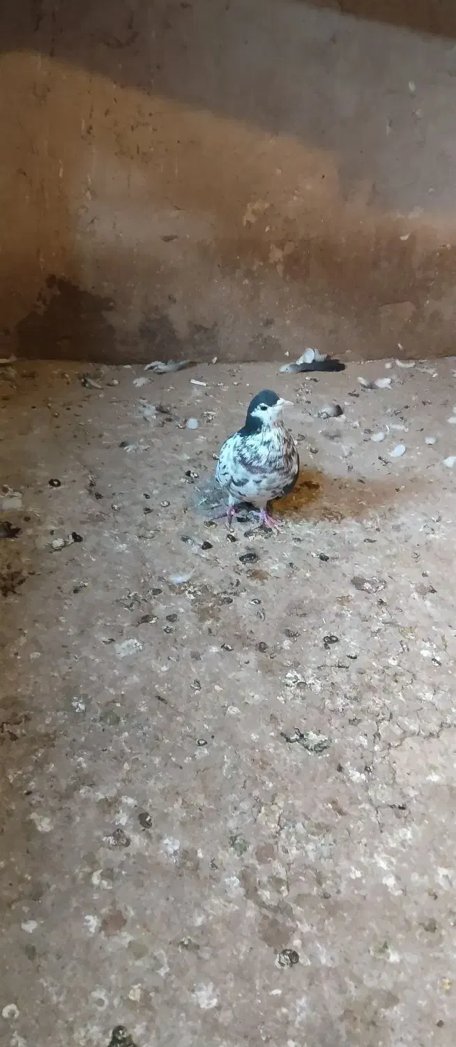 کبوتر|پرنده|تربت‌حیدریه, بالا ولایت|دیوار