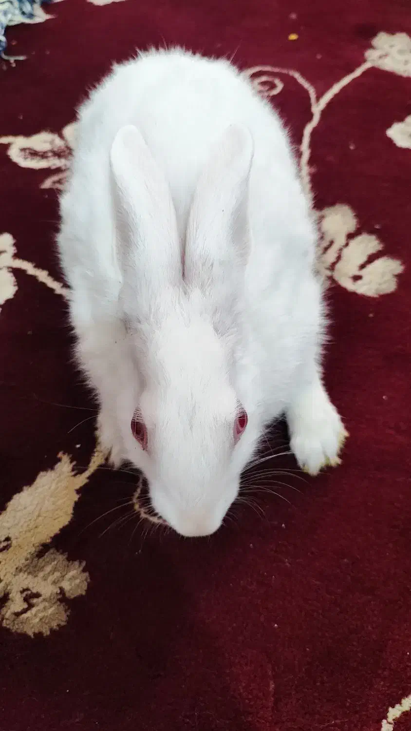 خرگوش|موش و خرگوش|بم, |دیوار