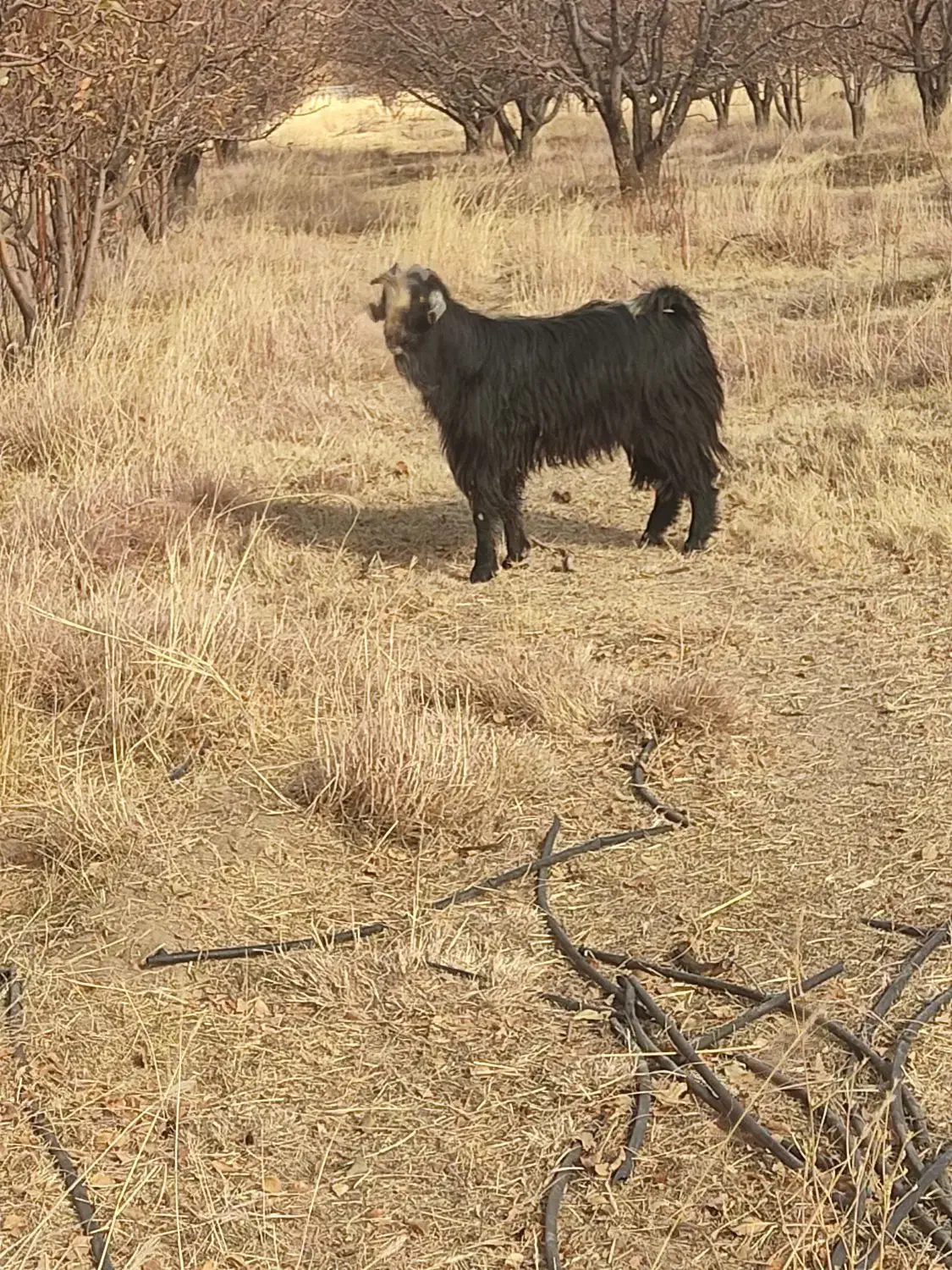 فروش بز و پازن|حیوانات مزرعه|پادنا علیا, |دیوار