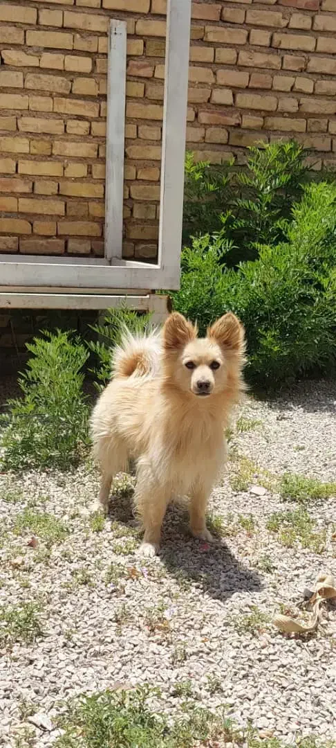 واگذاری سگ اشپیتز|سگ|سیدان, |دیوار