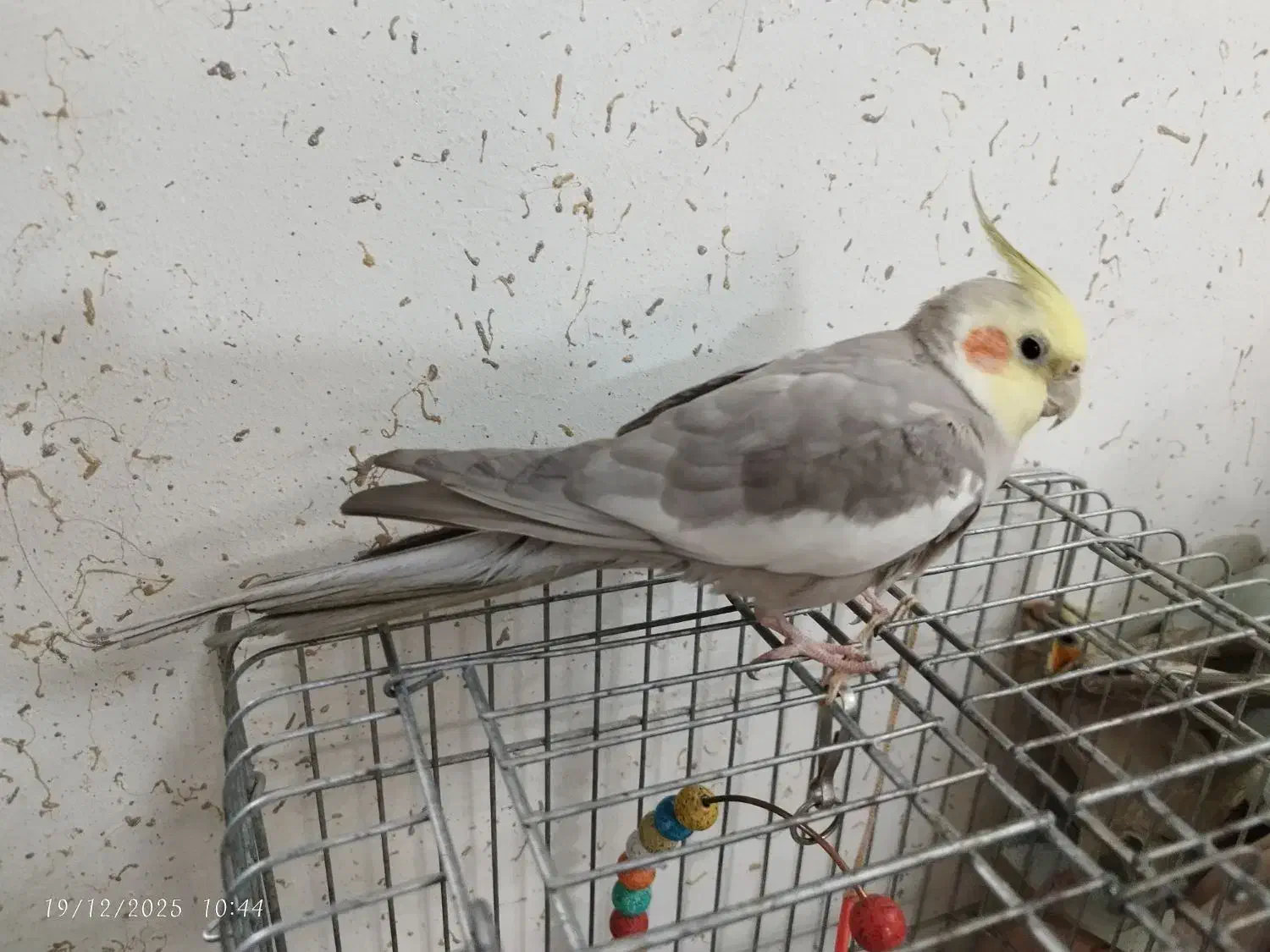 عروس هلندی نر|پرنده|ری, شهید بهشتی|دیوار