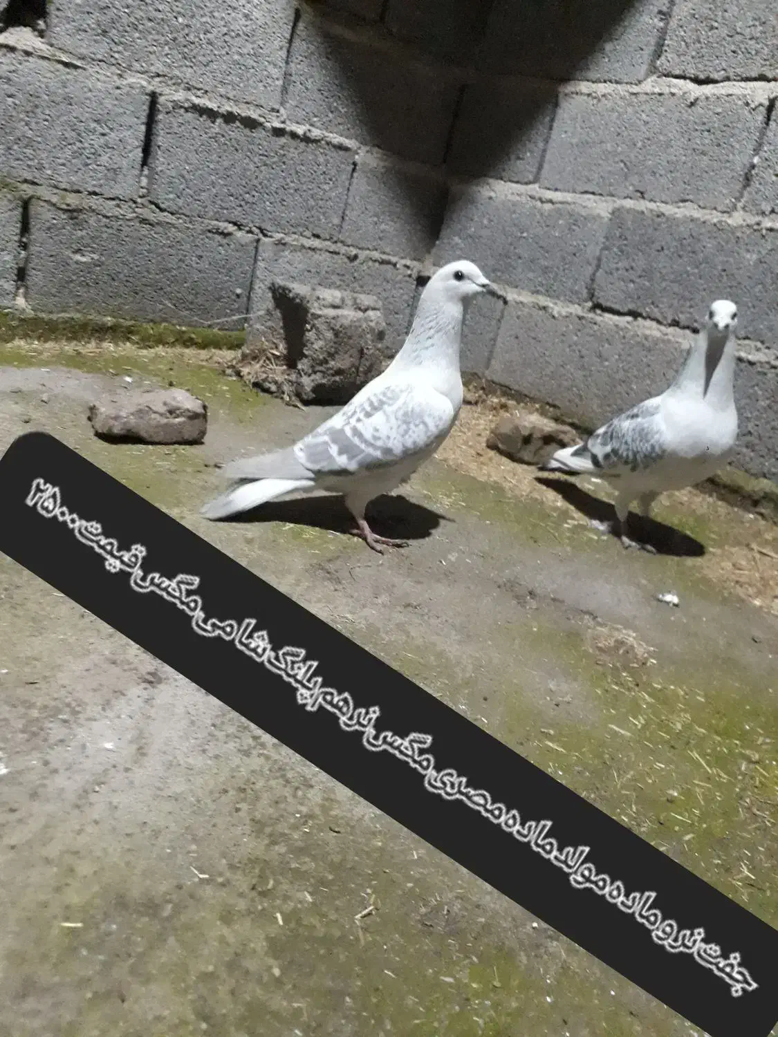 کبوترپلنگ|پرنده|گنبد کاووس, |دیوار