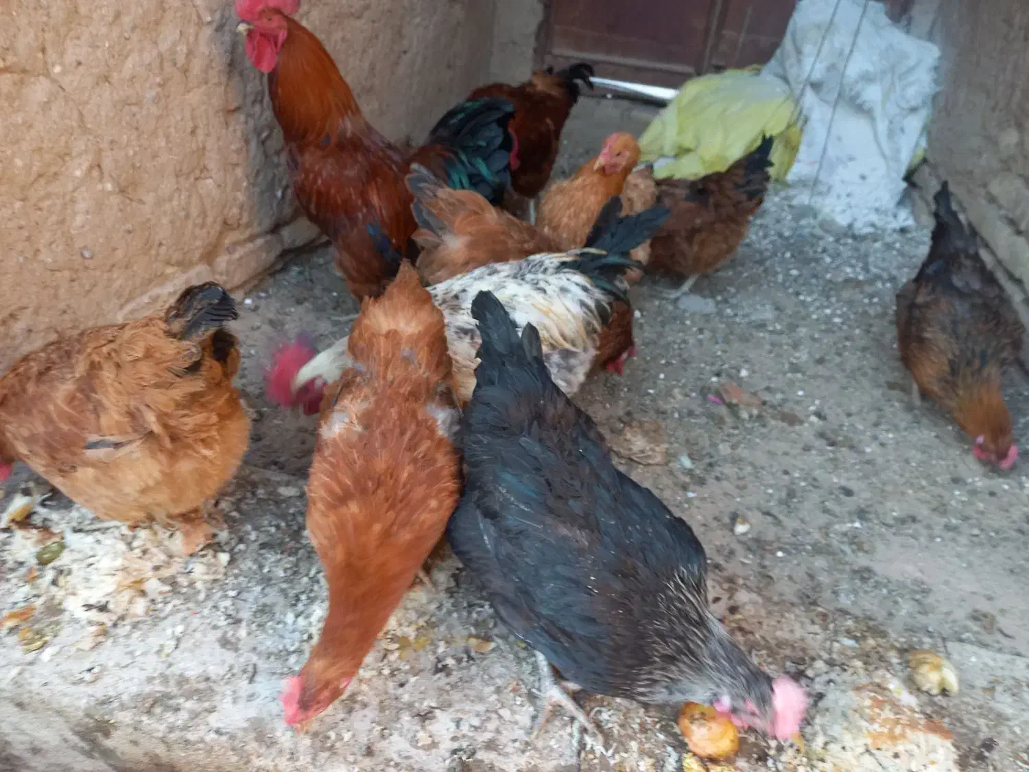 مرغ وبوقلمون|حیوانات مزرعه|خواف, |دیوار