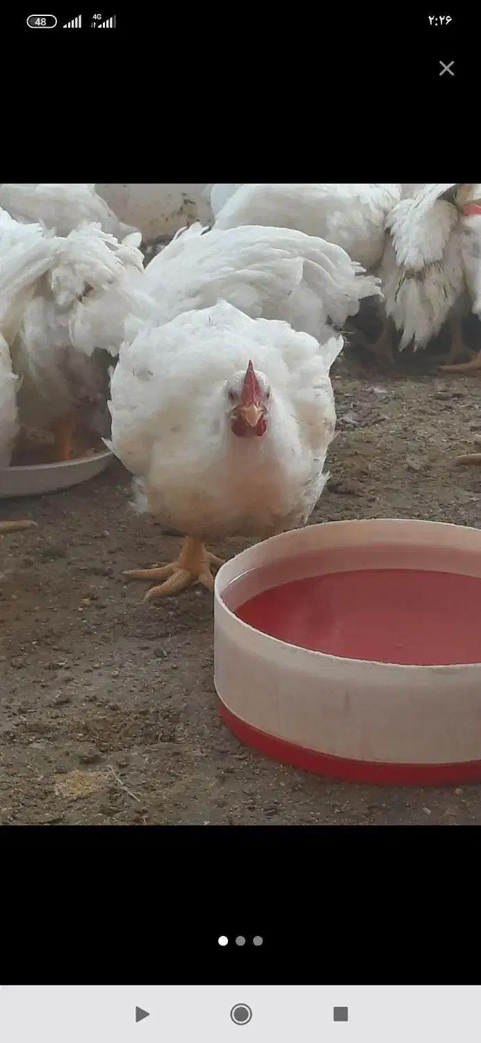 فقط امروز تلفات مرغ(فوری)|لوازم جانبی حیوانات|تربت جام, پاسداران|دیوار