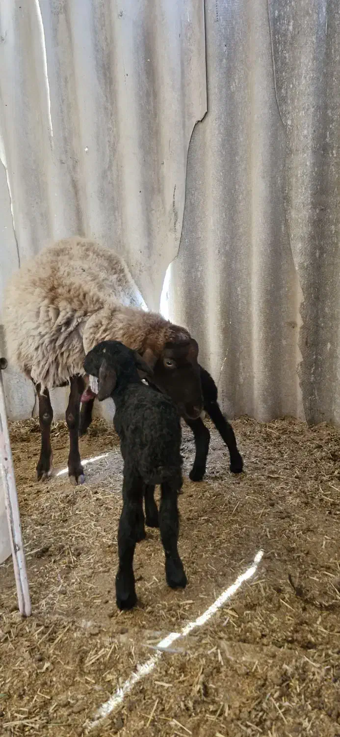 بره شیری . بره دوقل|حیوانات مزرعه|شهریار, شهرک مصطفی خمینی|دیوار