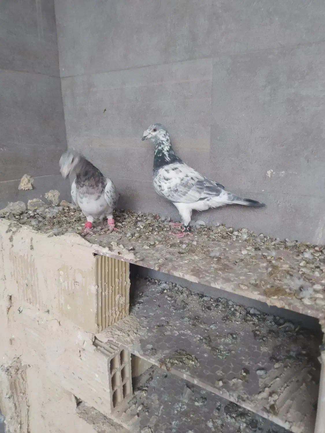 دوتا کفتر یک فروشی|پرنده|خلیل آباد, |دیوار