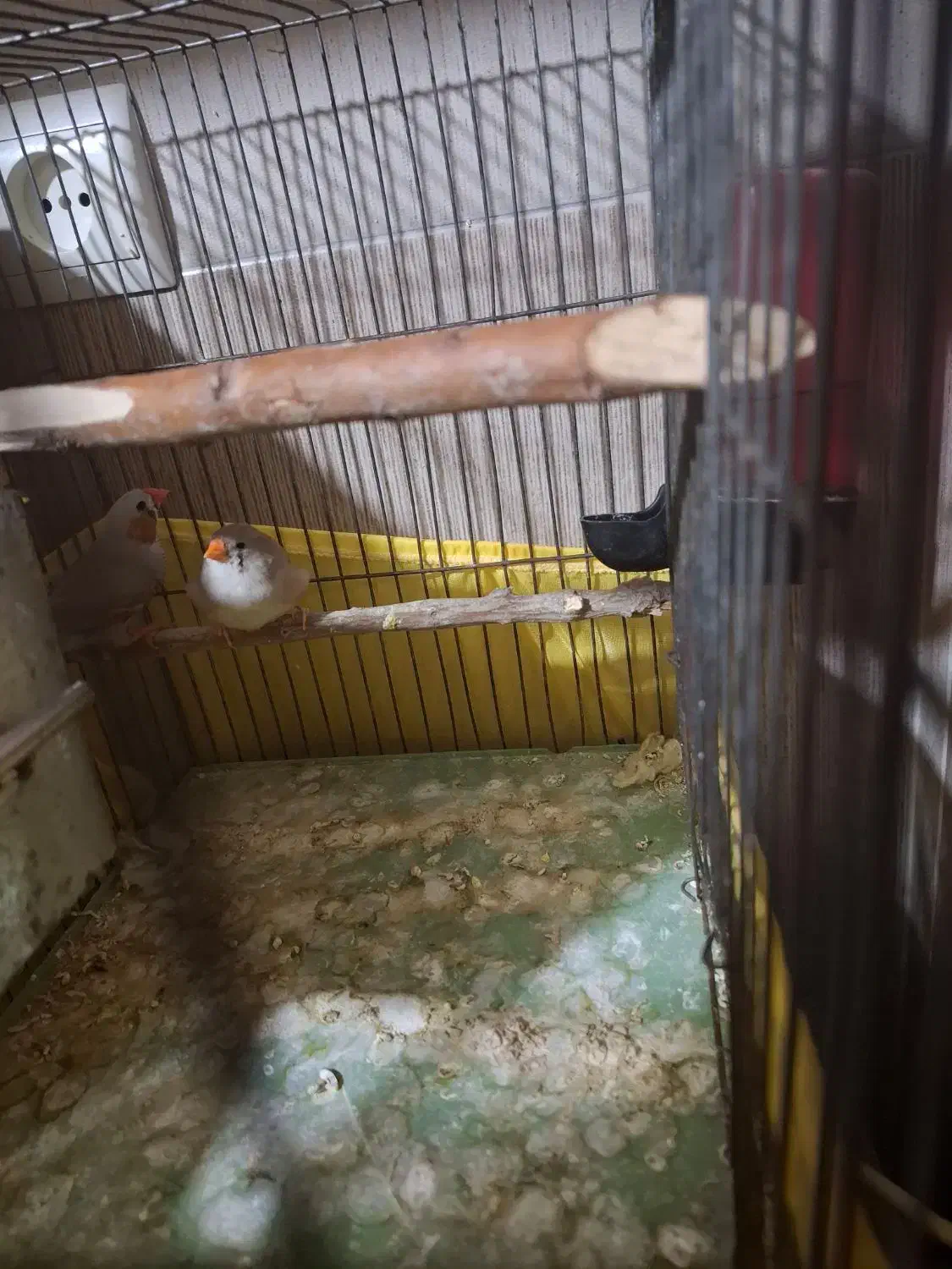 فنچ|پرنده|ری, سیزده آبان|دیوار