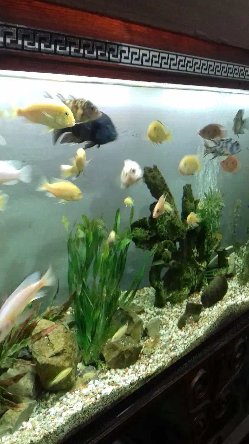 آکواریوم بزرگ|ماهی|رشت, حمیدیان|دیوار