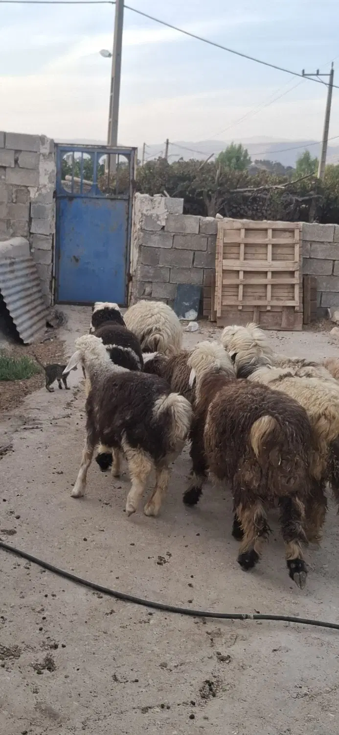 بره|حیوانات مزرعه|بهبهان, |دیوار