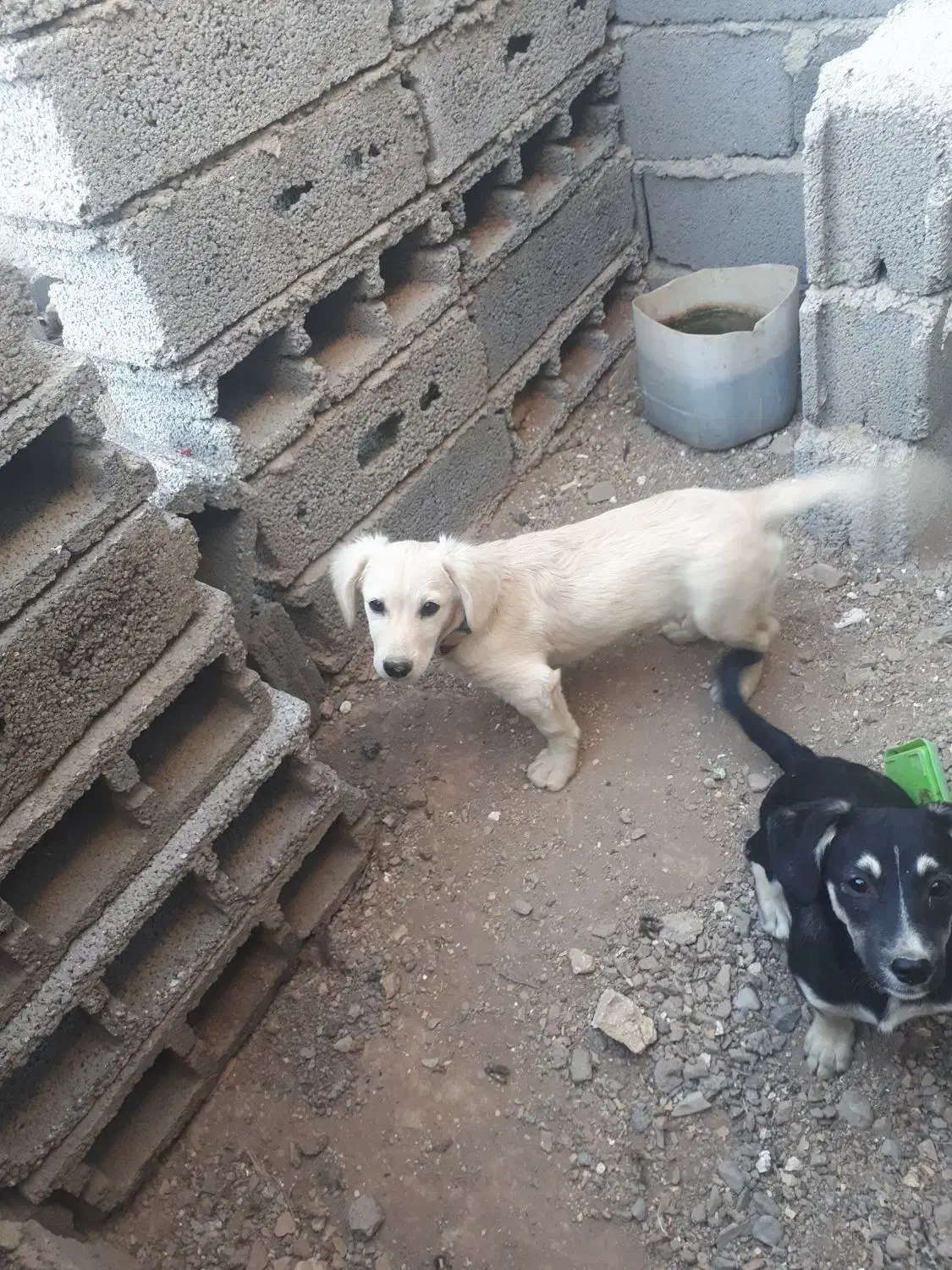 توله شیتزو ۱تومن|سگ|ساوه, |دیوار