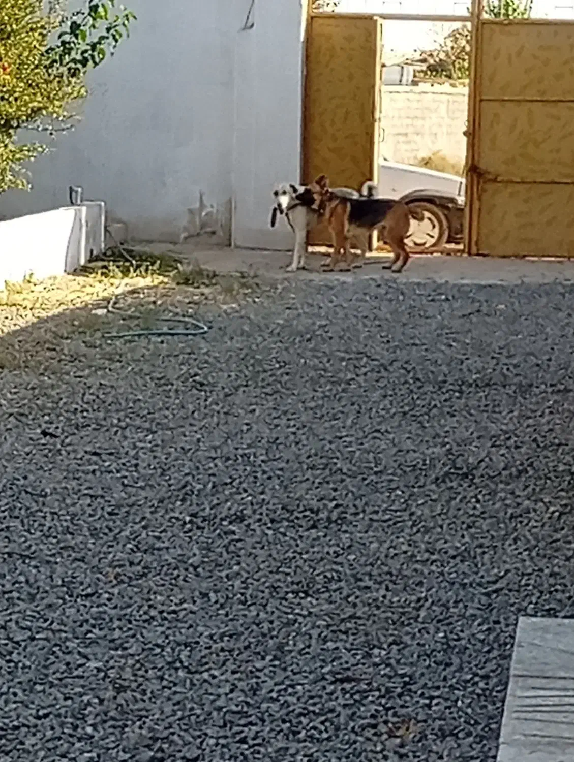 حیوانات سگ|سگ|کاشان, دانشگاه کاشان|دیوار