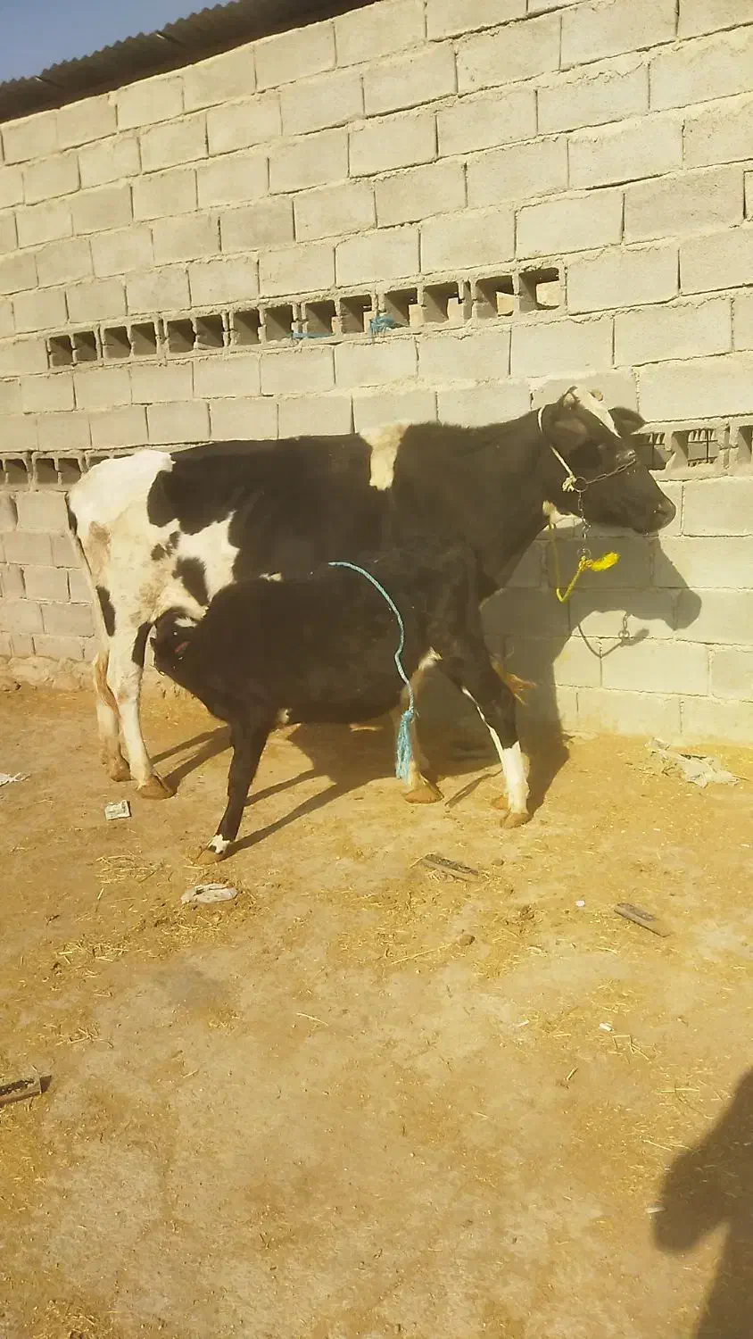 گاو دامداری و داشت درجه یک|حیوانات مزرعه|باوی, |دیوار