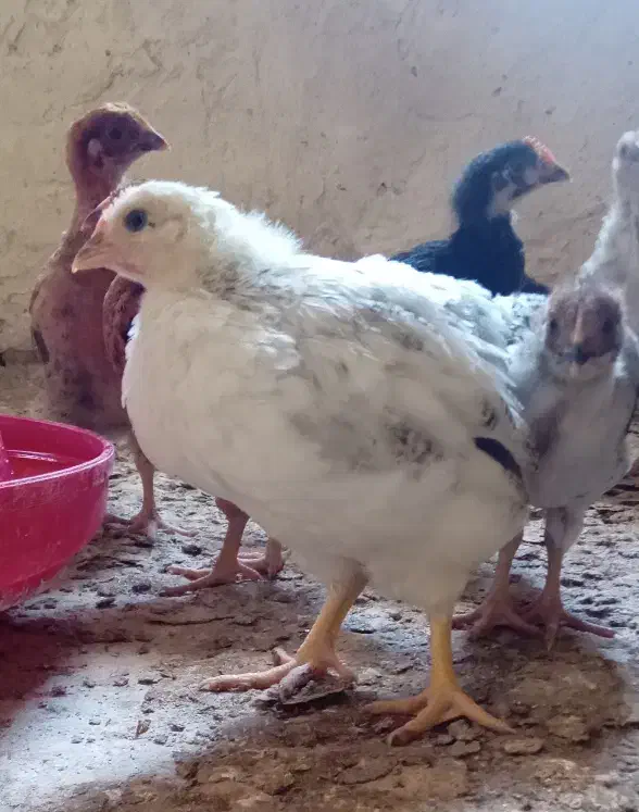 جوجه مرغ و خروس|حیوانات مزرعه|قزوین, |دیوار