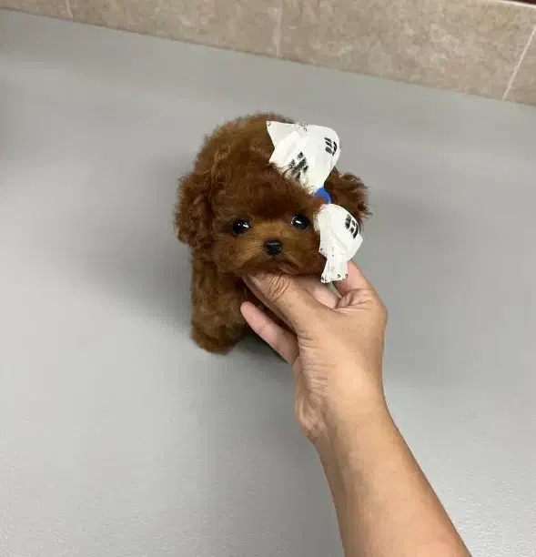 پشمالو|سگ|آمل, |دیوار