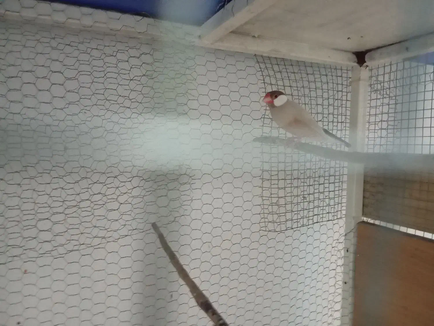 فنچ نرگسی شکلاتی|پرنده|هندیجان, |دیوار