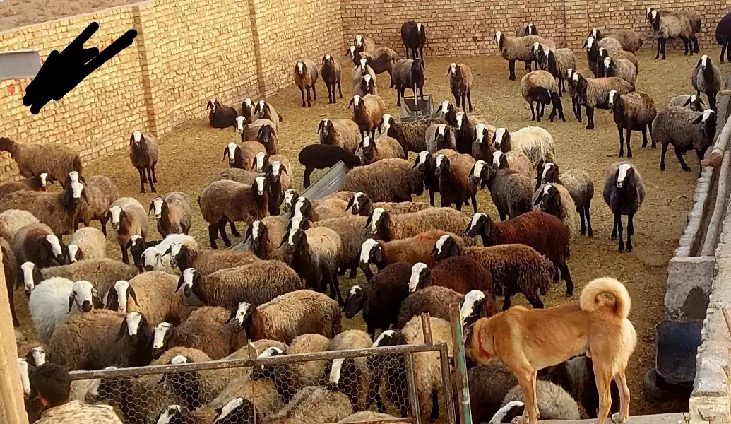 شیشک میش های شالی درجه یک|حیوانات مزرعه|اسفرورین, |دیوار