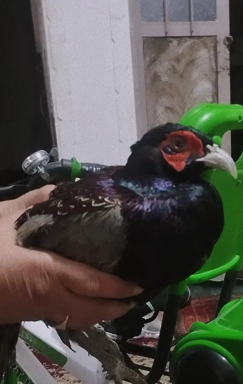 پرنده|پرنده|زهک, |دیوار