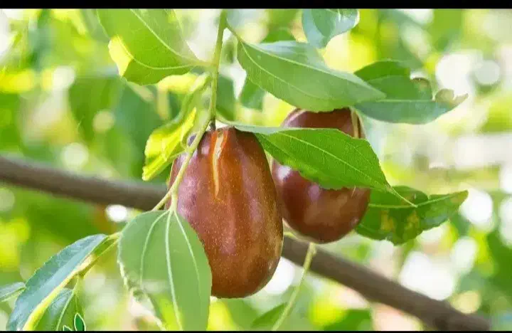 نهال عناب، اوکراینی، درخت میوه، گلخانه، نهالستان|خدمات باغبانی و درختکاری|مشهد, خواجه ربیع|دیوار