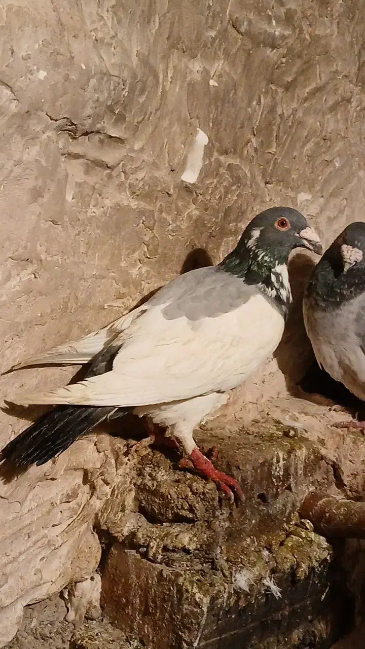 کفتر|پرنده|نیشابور, فیض آباد|دیوار