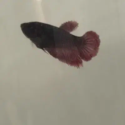 ماهی فایتر|ماهی|نیشابور, هفده شهریور|دیوار