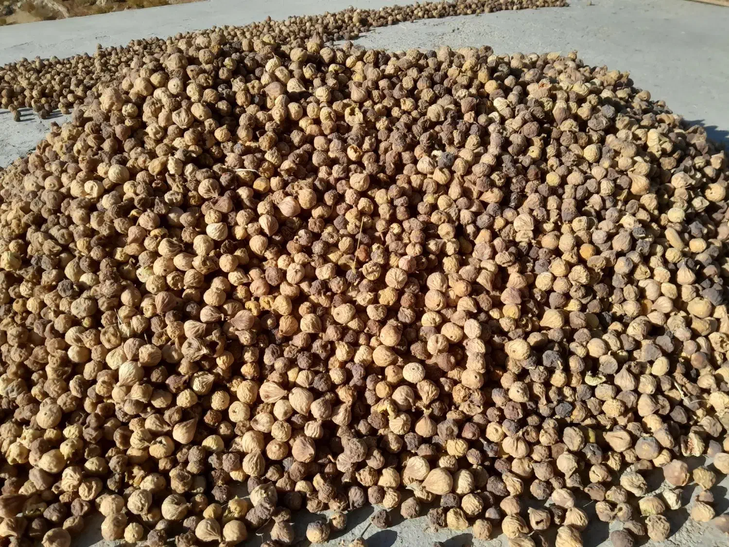 انجیر در هم|حراج|کازرون, |دیوار