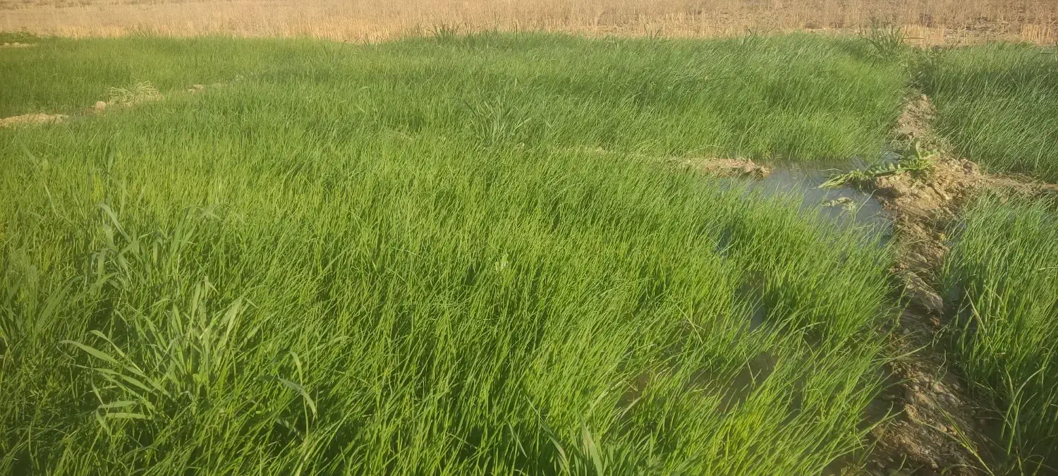 نشای پیاز|گل و گیاه طبیعی|بوستان, |دیوار