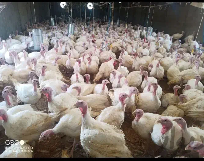 بوقلمون ارگانیک تحویل درب منزل بدون هزینه ارسال|حیوانات مزرعه|همدان, |دیوار