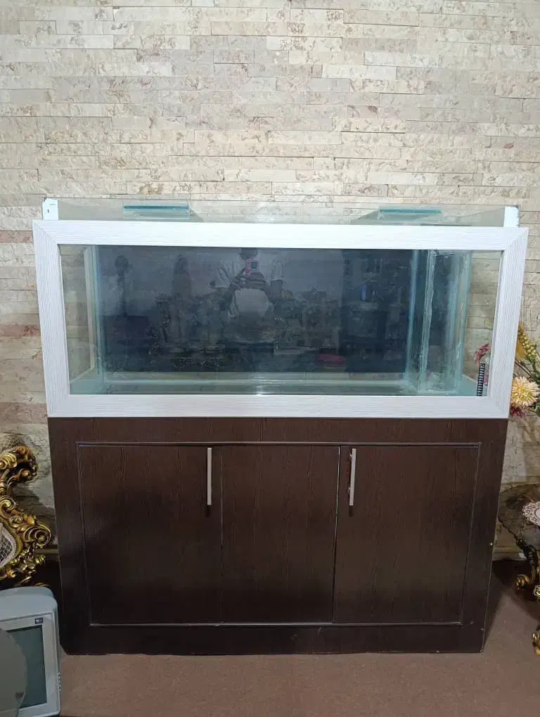 آکواریوم|ماهی|بازرگان, |دیوار