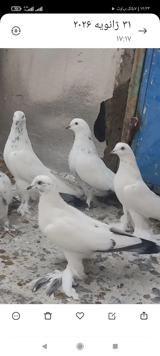 کبوتر|پرنده|تبریز, |دیوار