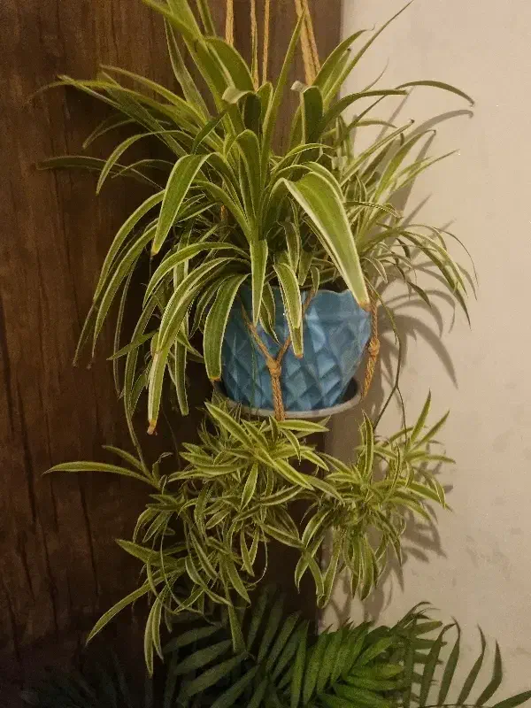 گیاه|گل و گیاه طبیعی|نظرآباد, مسکن مهر نظرآباد|دیوار