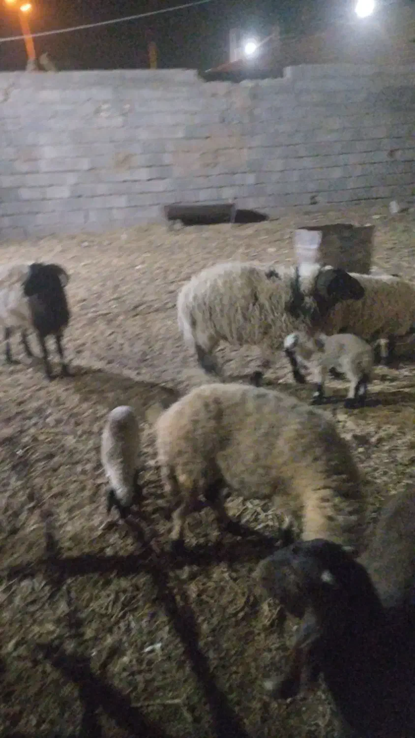 دام سبک گوسفند|حیوانات مزرعه|رفسنجان, |دیوار