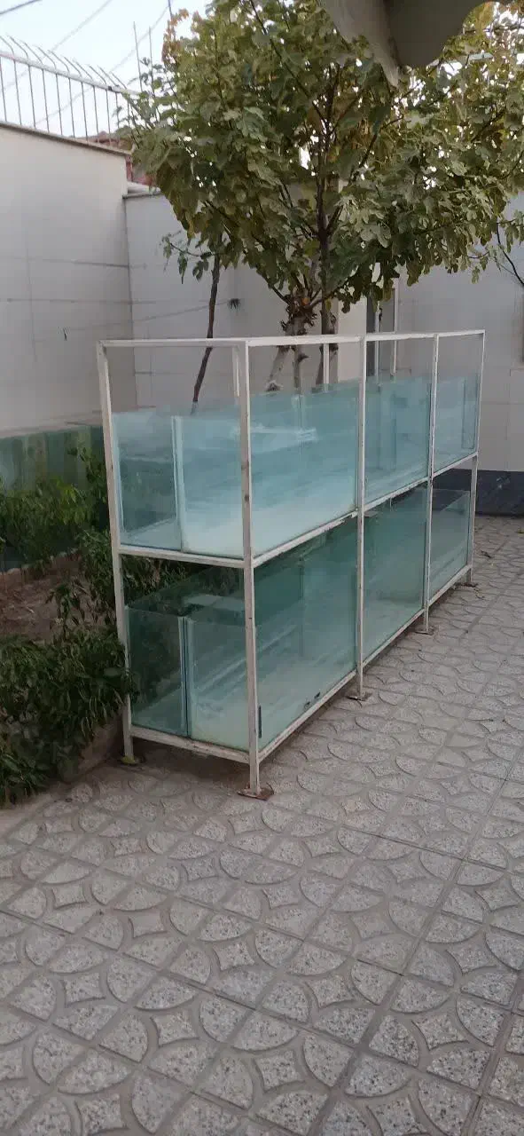 آکواریوم|ماهی|خوی, |دیوار